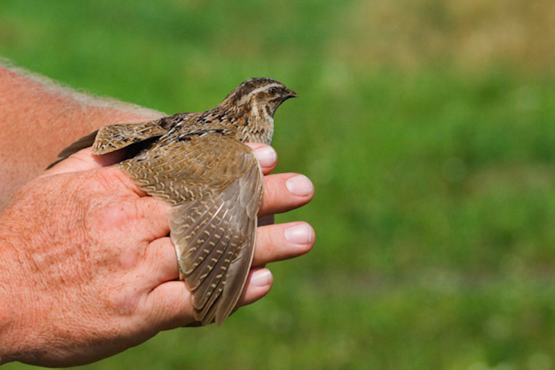 Kwartel in de hand